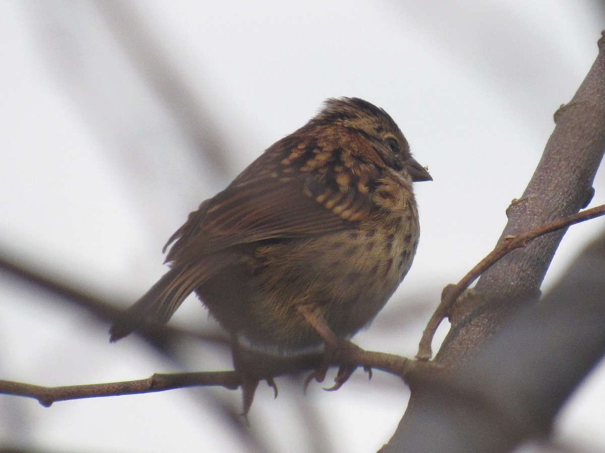Rufous-collared Sparrow - ML619471926