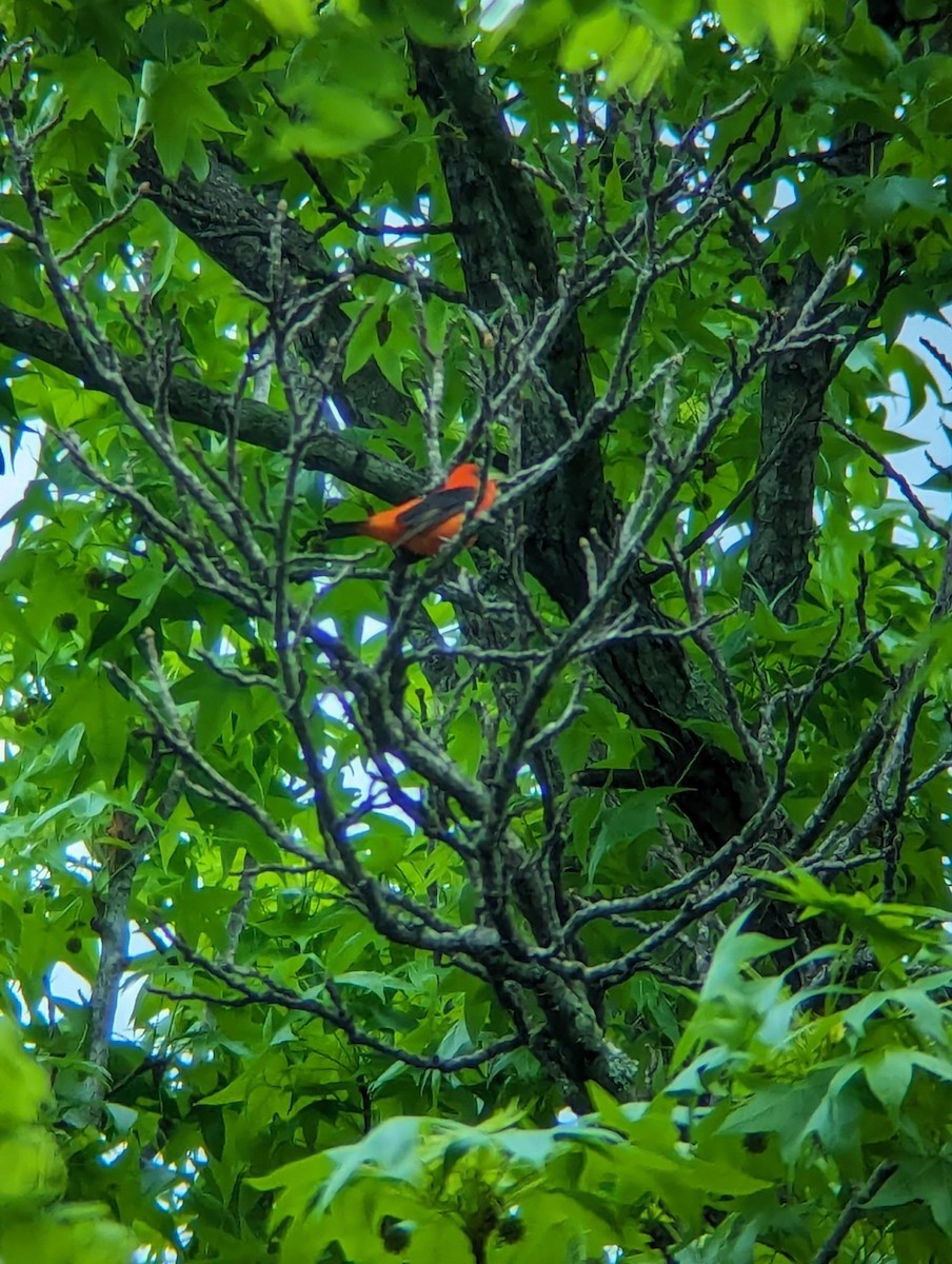Scarlet Tanager - ML619471929