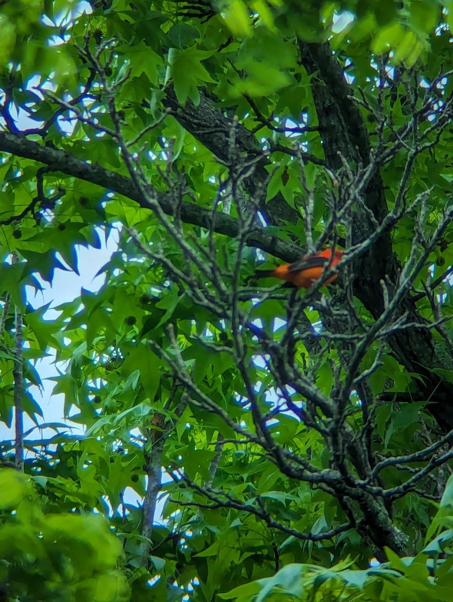 Scarlet Tanager - ML619471930