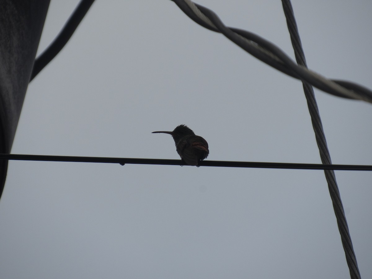 Rufous-tailed Hummingbird - ML619471942