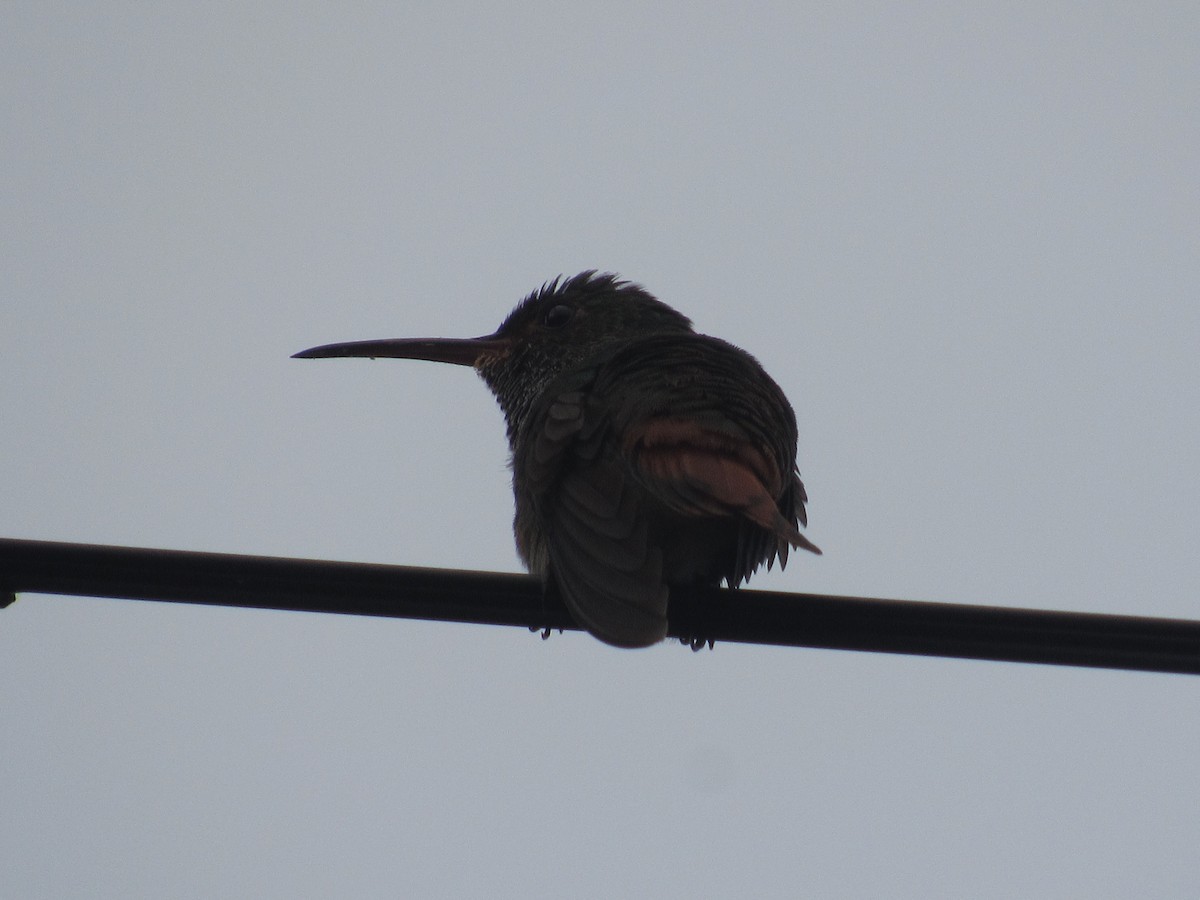 Rufous-tailed Hummingbird - ML619471943