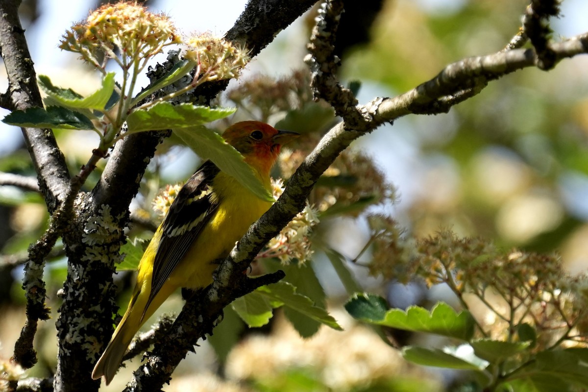 Western Tanager - ML619471968