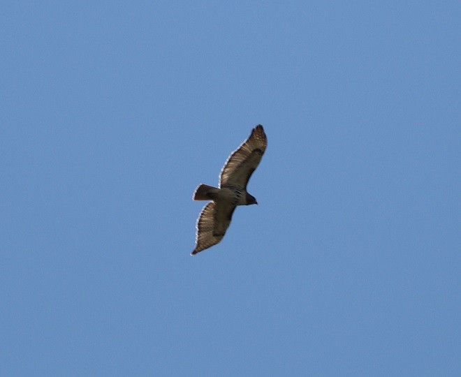Red-tailed Hawk - ML619471975