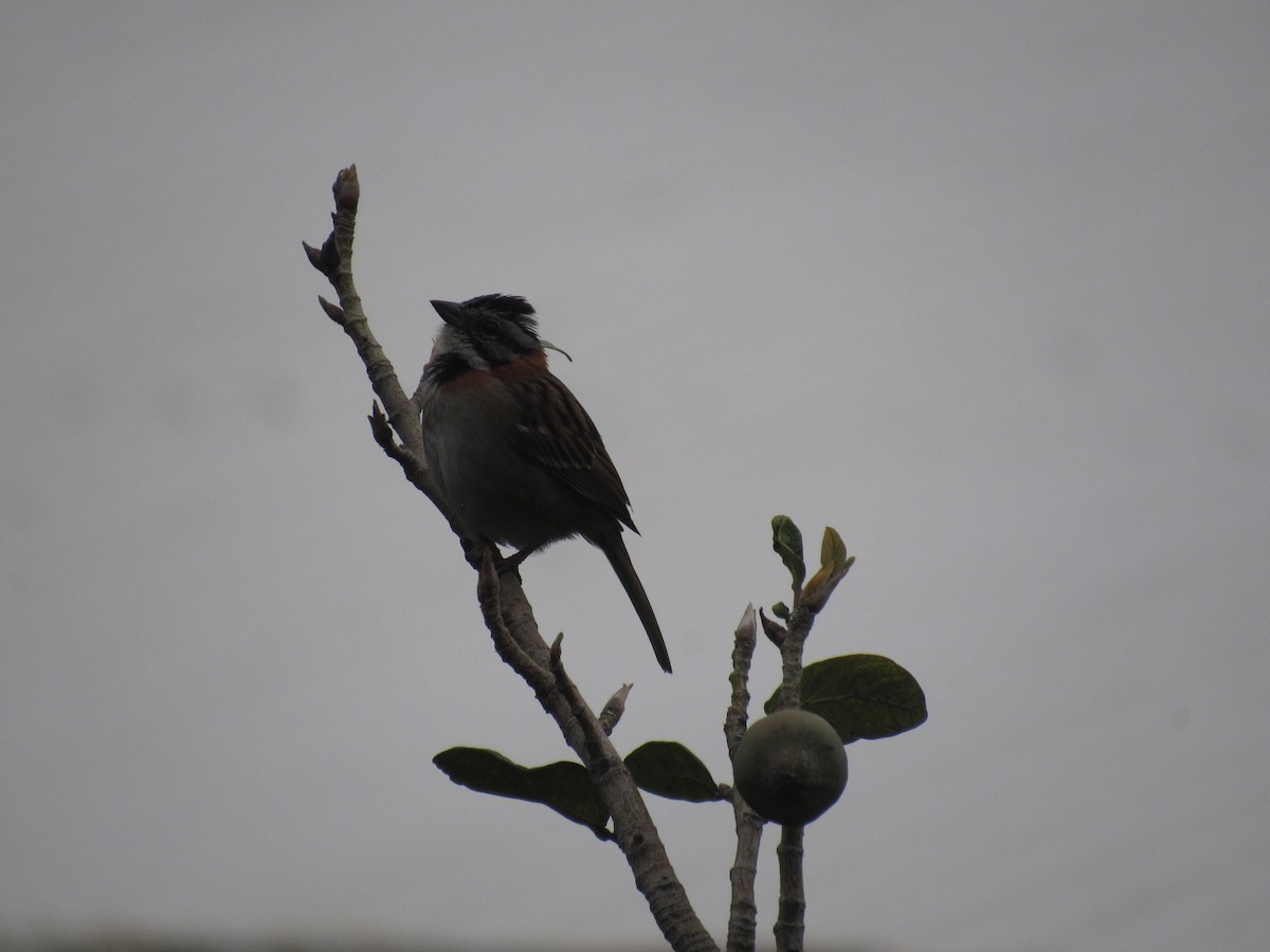 Rufous-collared Sparrow - ML619471976