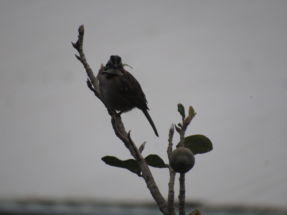 Rufous-collared Sparrow - ML619471977
