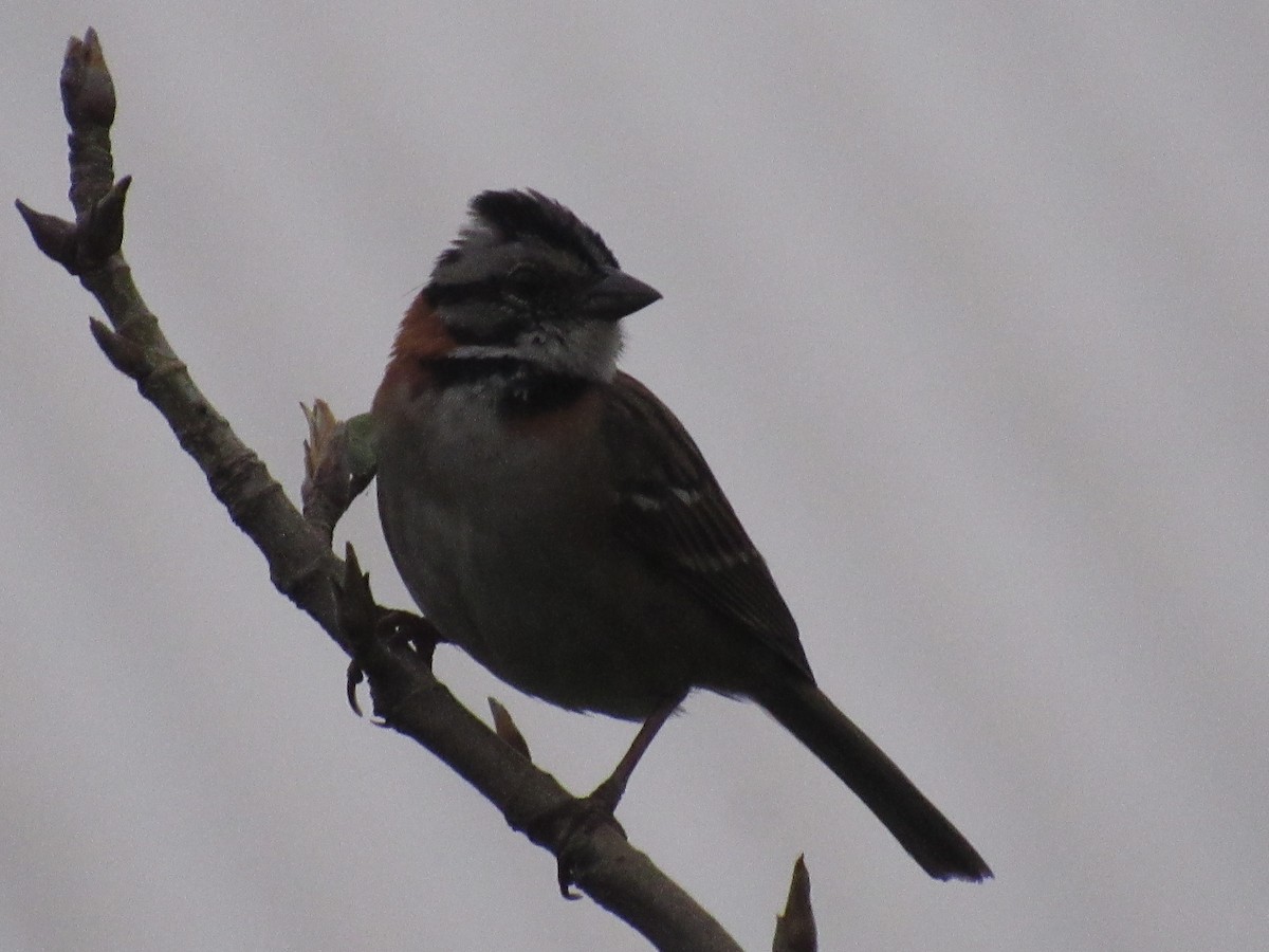 Rufous-collared Sparrow - ML619472015