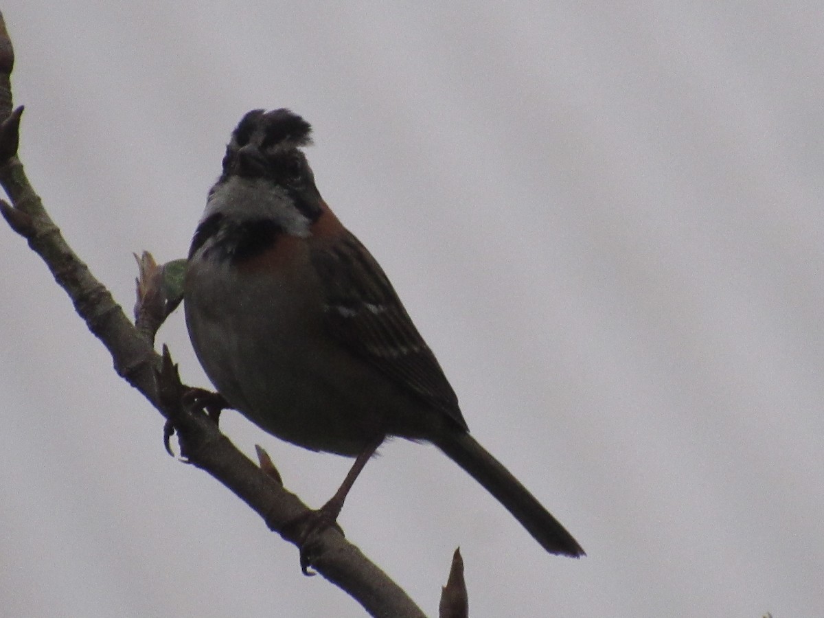 Rufous-collared Sparrow - ML619472016