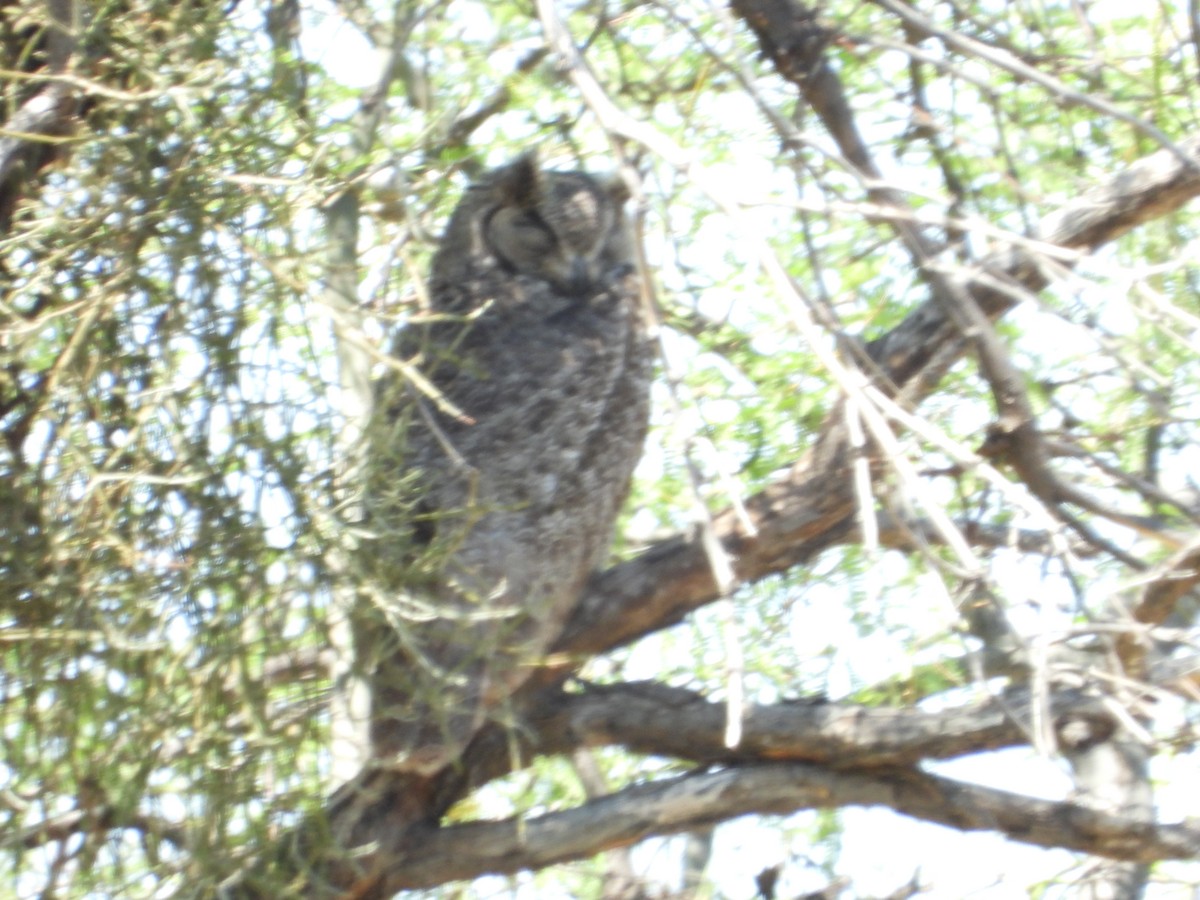 Great Horned Owl - ML619472050