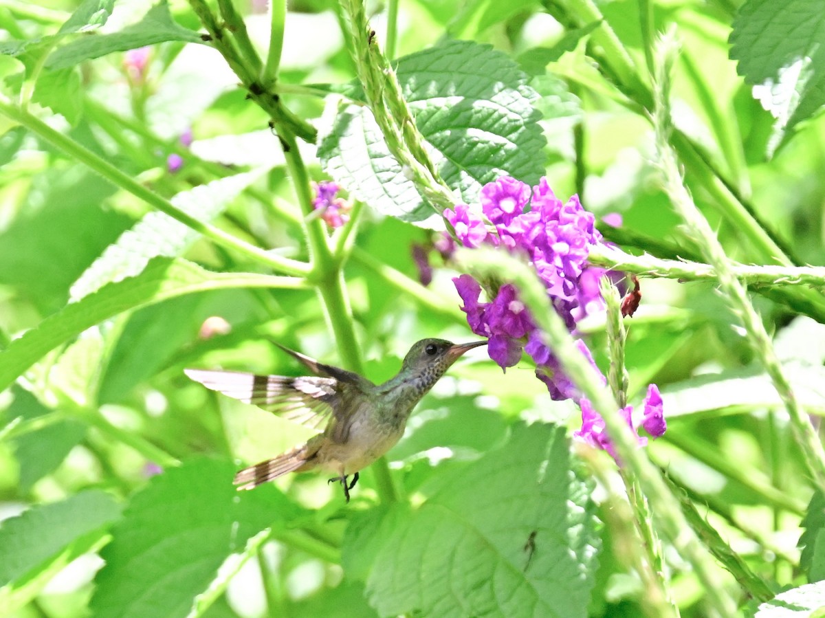 Rufous-tailed Hummingbird - ML619472077