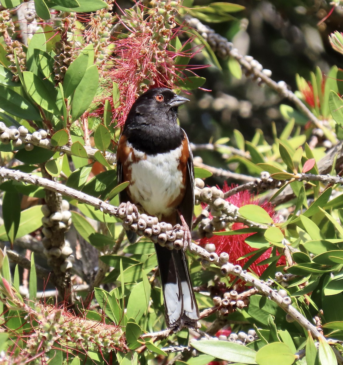 Spotted Towhee - ML619472094