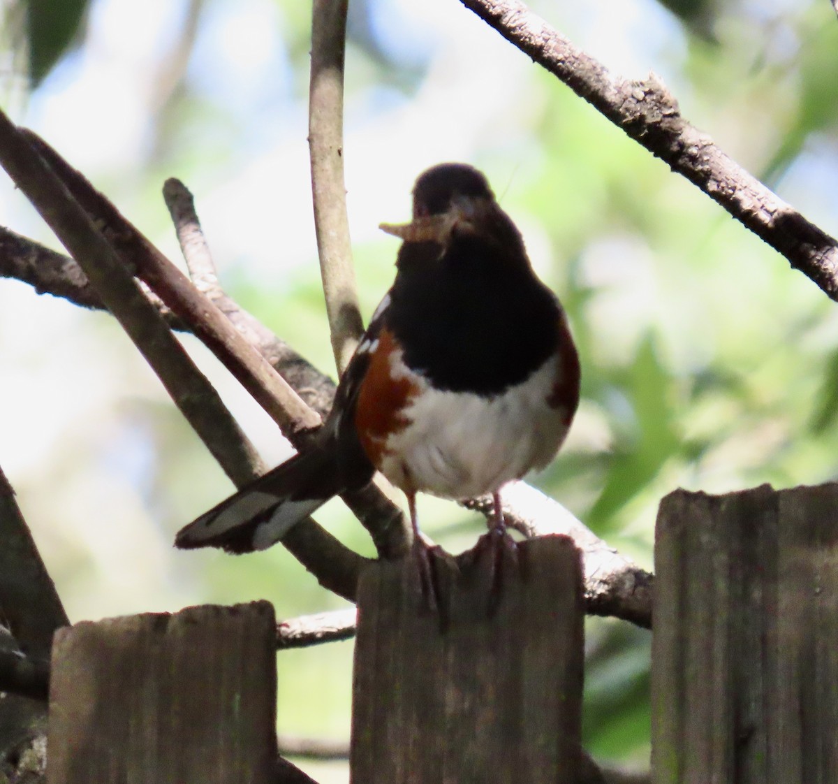 Spotted Towhee - ML619472097