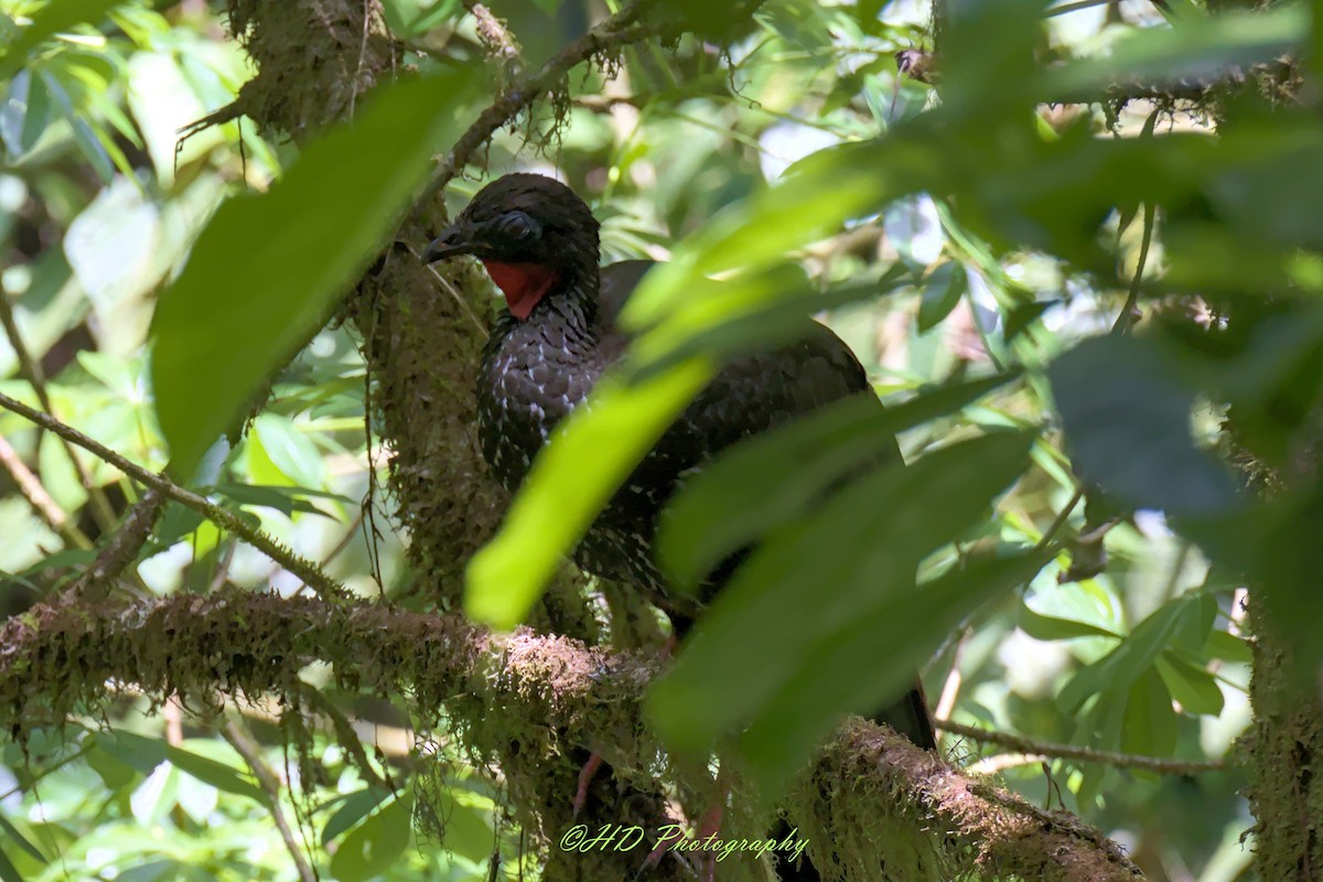 Crested Guan - ML619472121