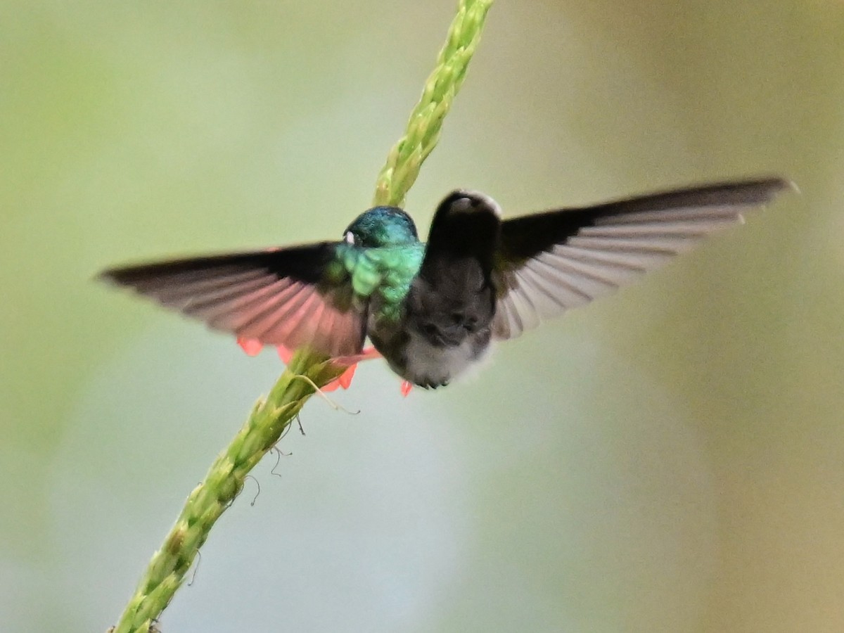 Violet-headed Hummingbird - ML619472137