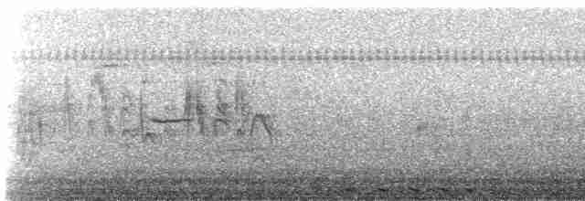 אנפית-גמדית אמריקנית - ML619472197