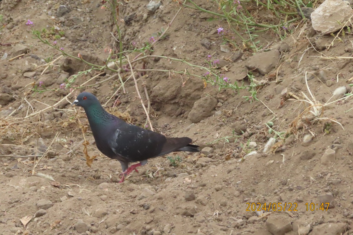 Rock Pigeon (Feral Pigeon) - ML619472238
