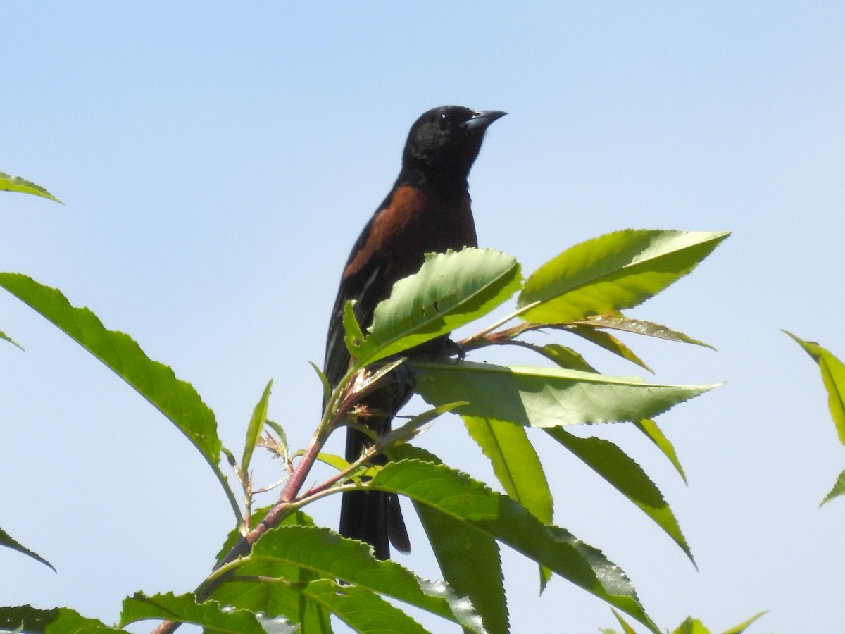 Orchard Oriole - ML619472244