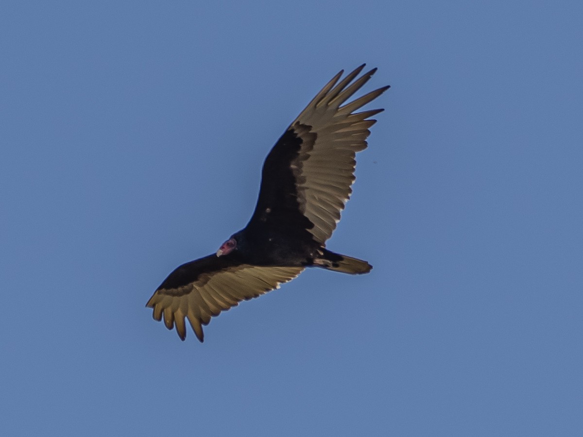 Turkey Vulture - ML619472292