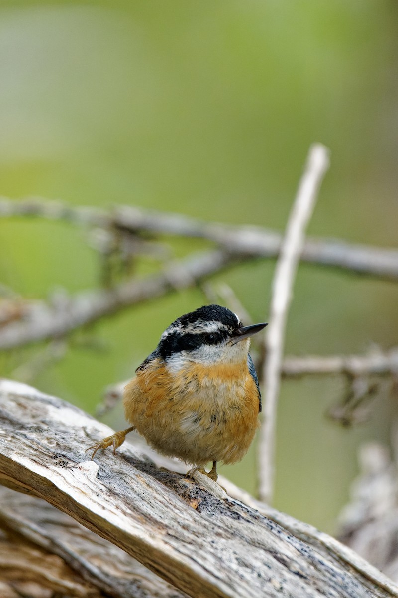 Red-breasted Nuthatch - ML619472397