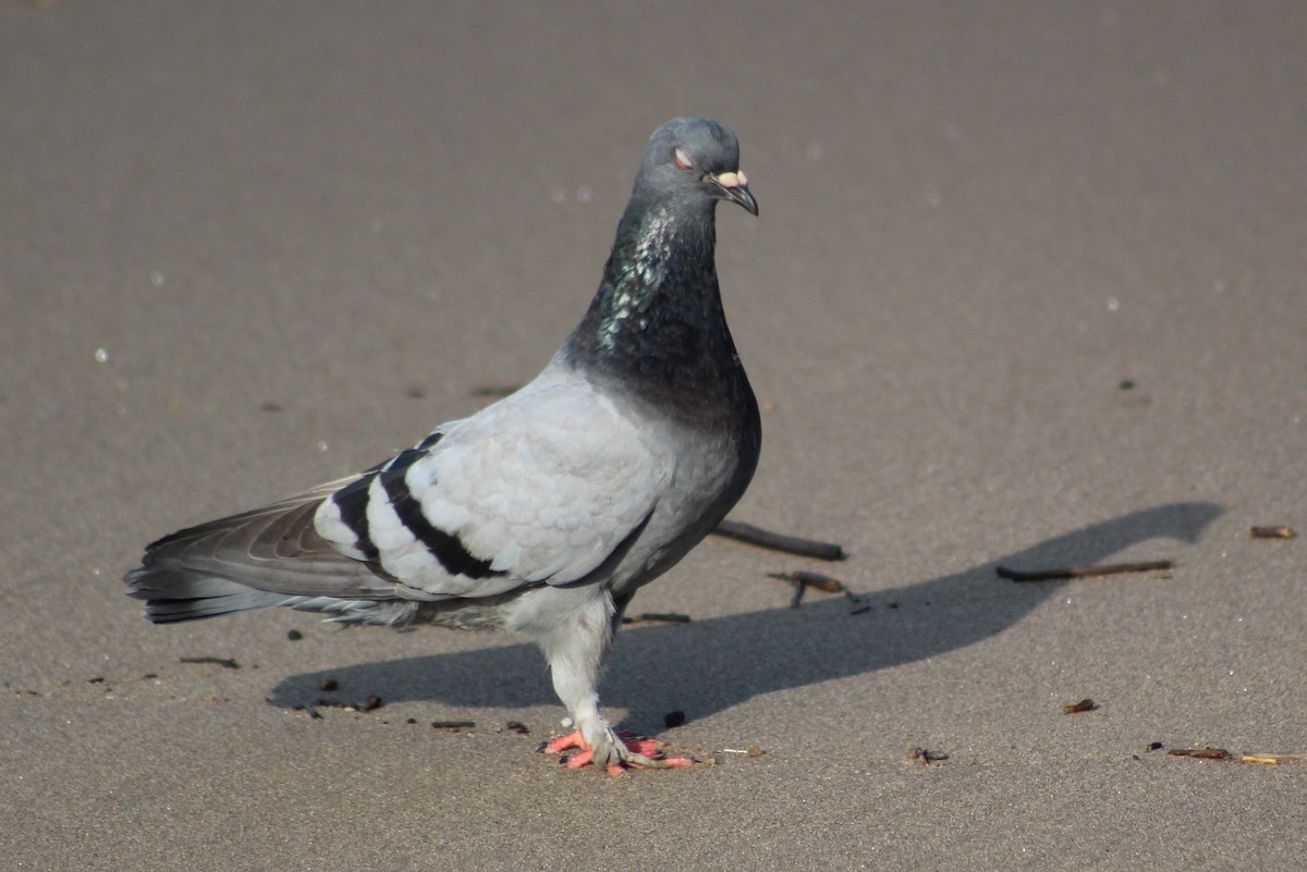 Pigeon biset (forme domestique) - ML619472451