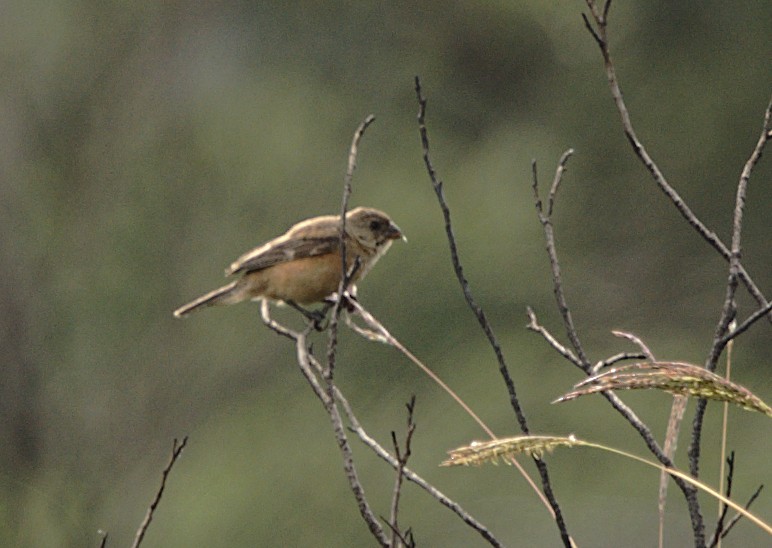 Copper Seedeater - ML619472458