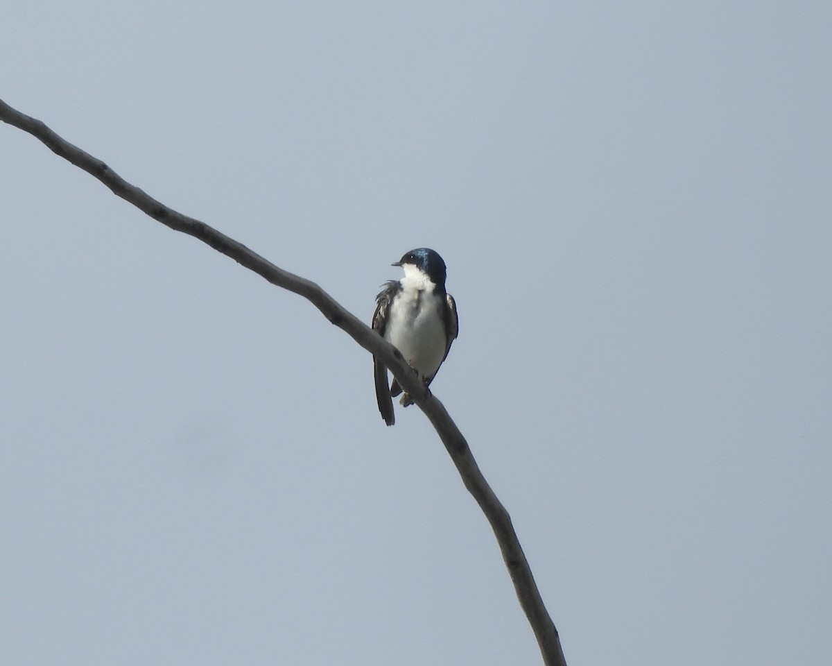 Tree Swallow - ML619472459