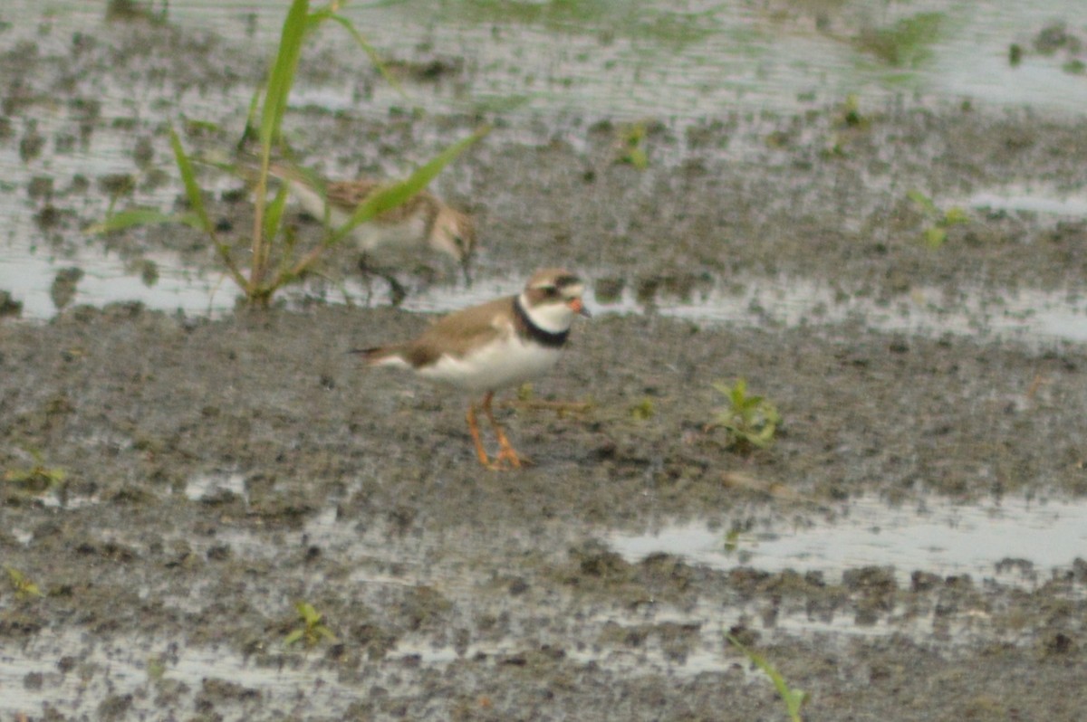 Semipalmated Plover - ML619472488