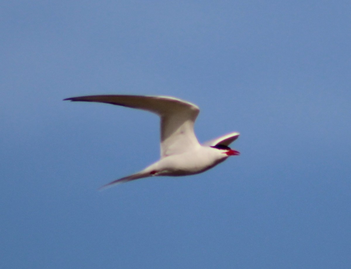 South American Tern - ML619472493