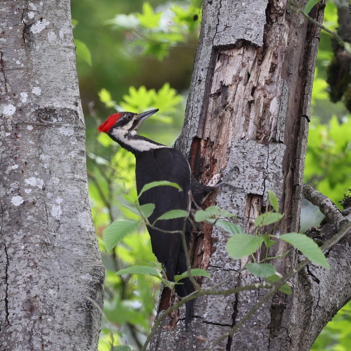 Pileated Woodpecker - ML619472496