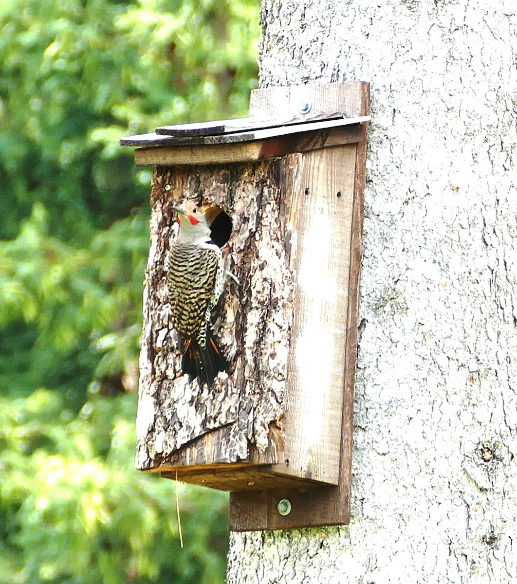 Northern Flicker (Red-shafted) - ML619472520