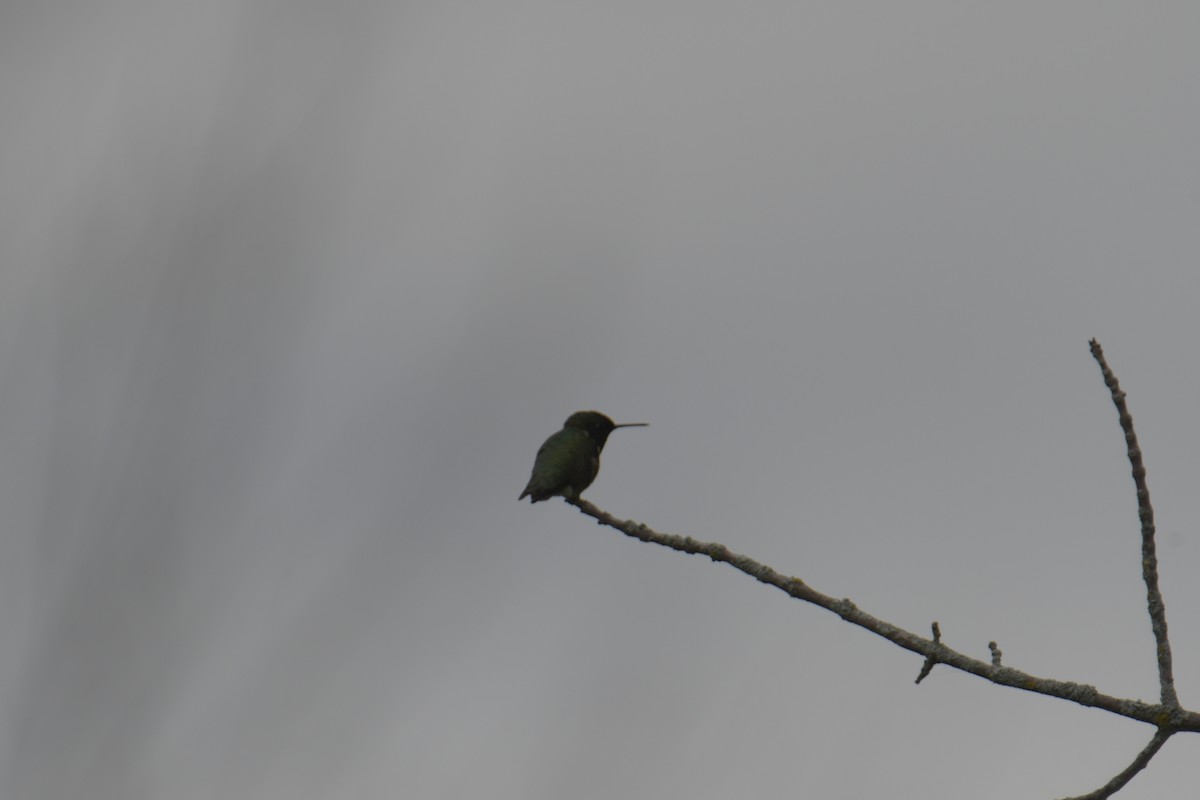 Ruby-throated Hummingbird - ML619472539