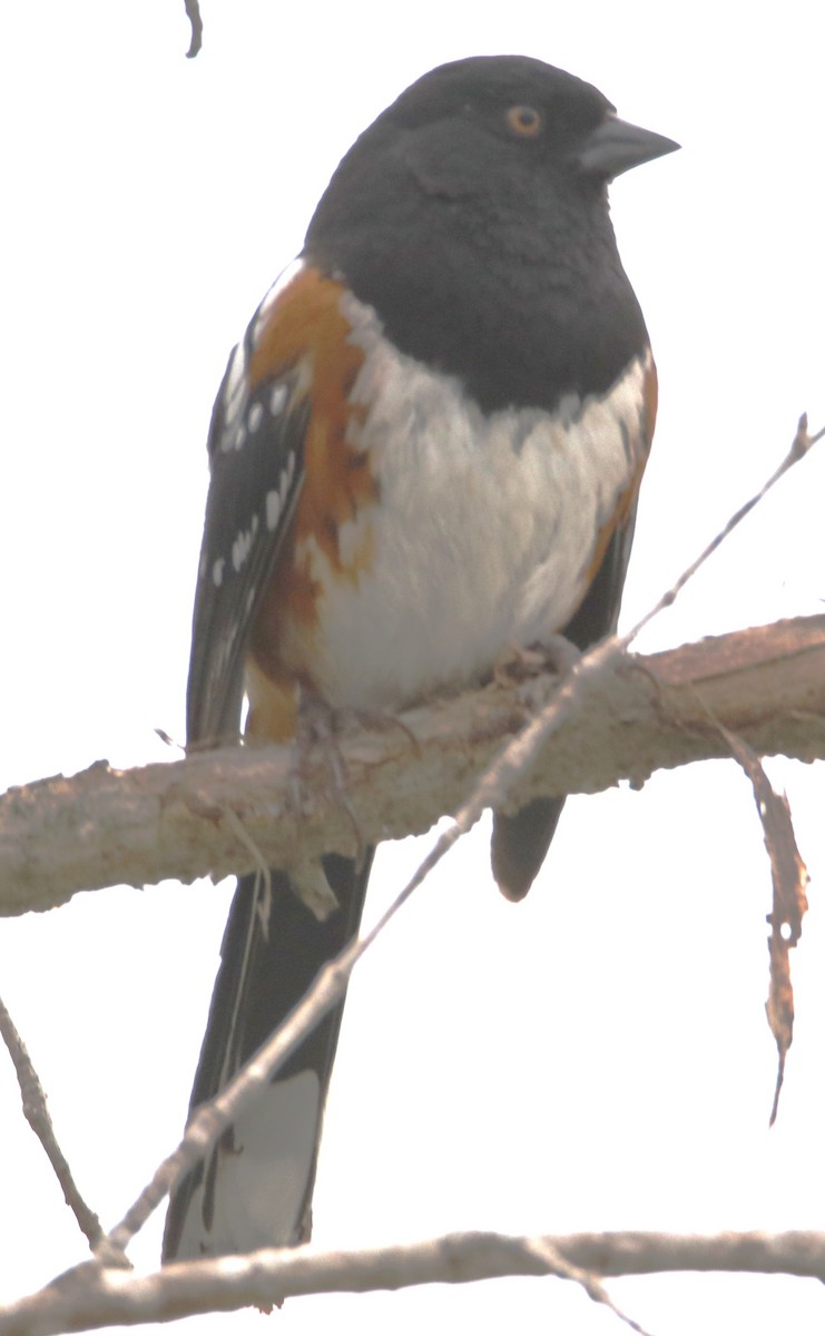 Spotted Towhee - ML619472549