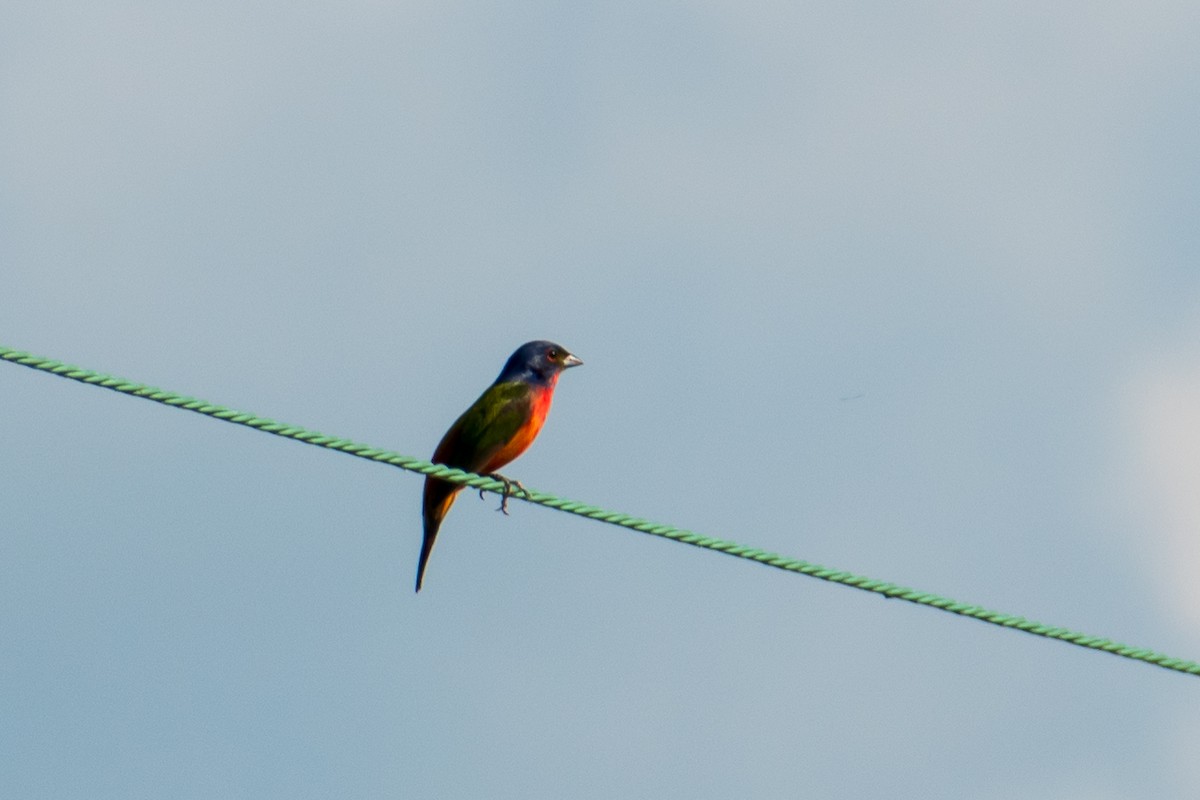 Painted Bunting - ML619472580