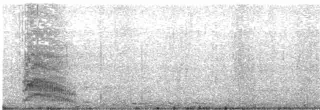 Mouette argentée (scopulinus) - ML619472607