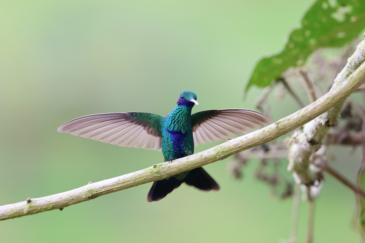 kolibřík modrolící - ML619472661