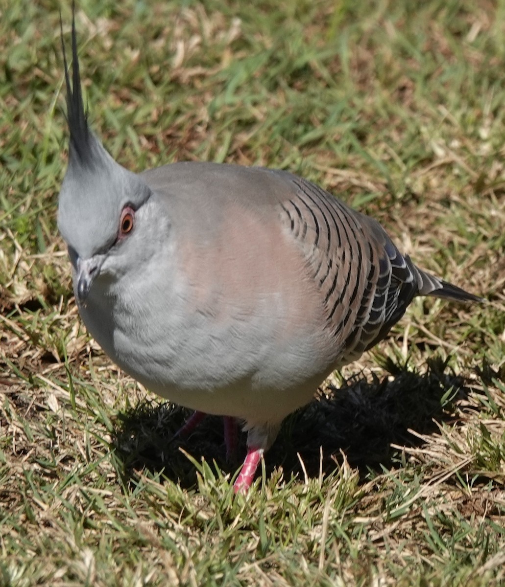 Crested Pigeon - ML619472687