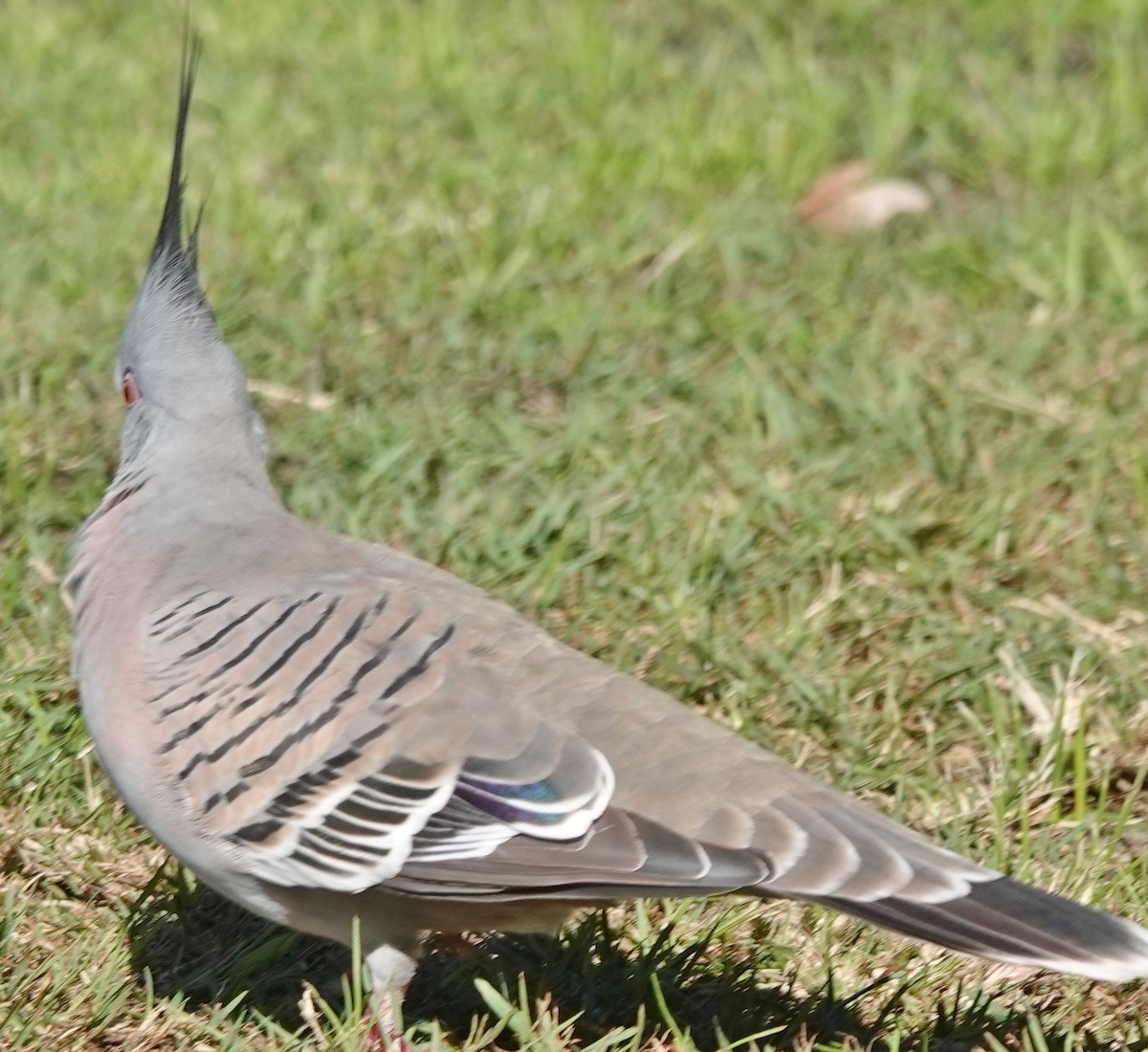 Crested Pigeon - ML619472688