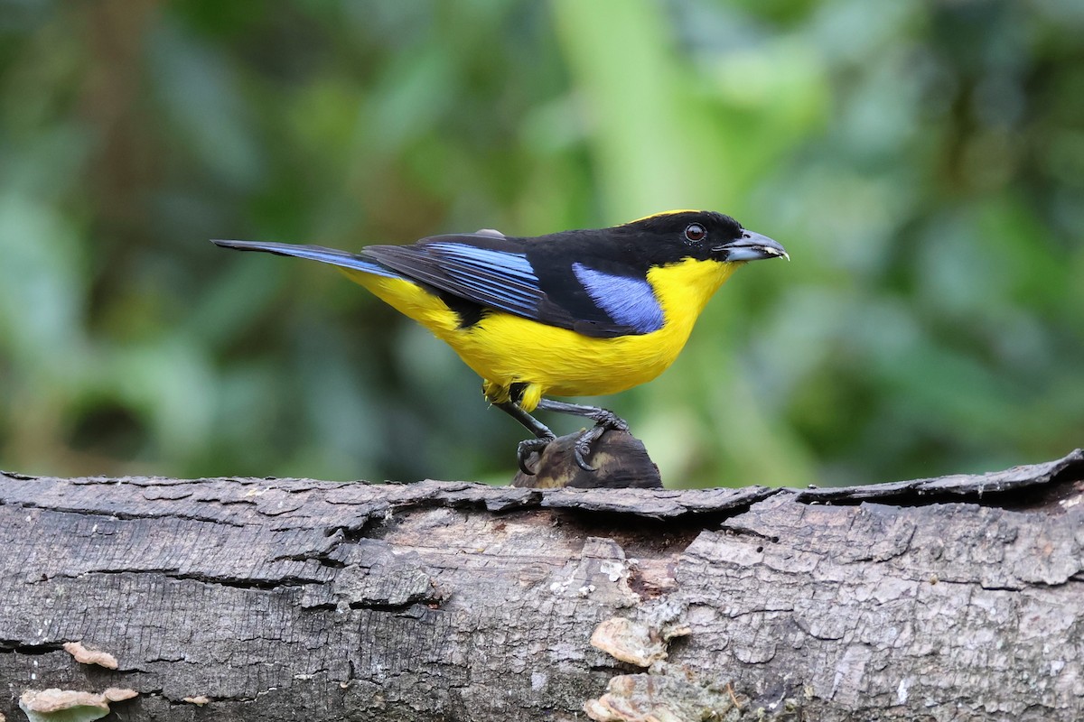 Blue-winged Mountain Tanager - ML619472697