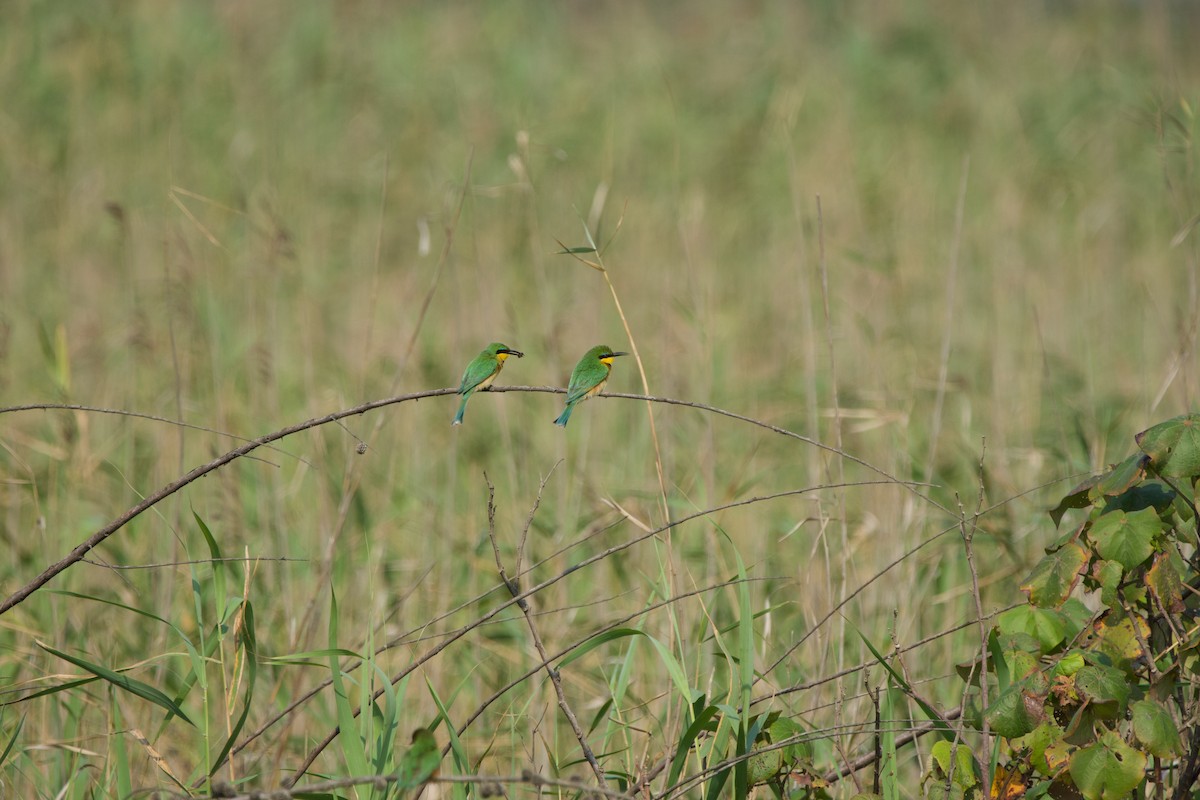 Little Bee-eater - ML619472702