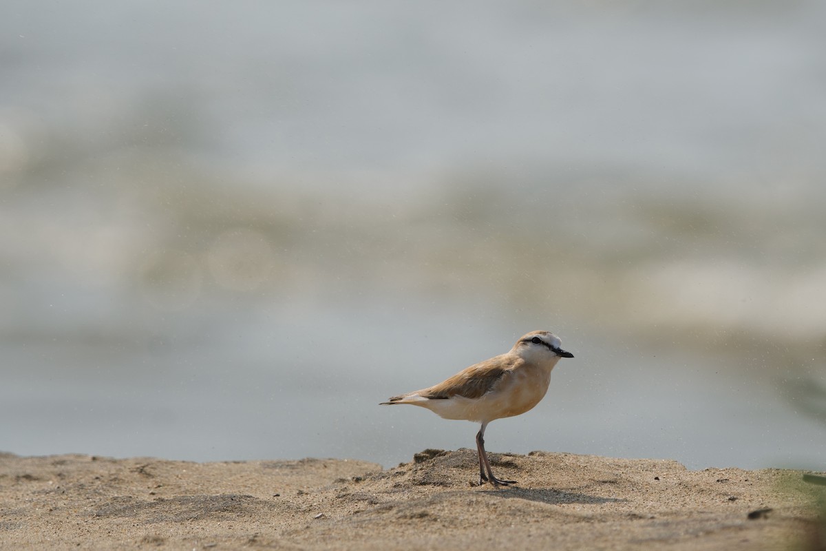 White-fronted Plover - ML619472719