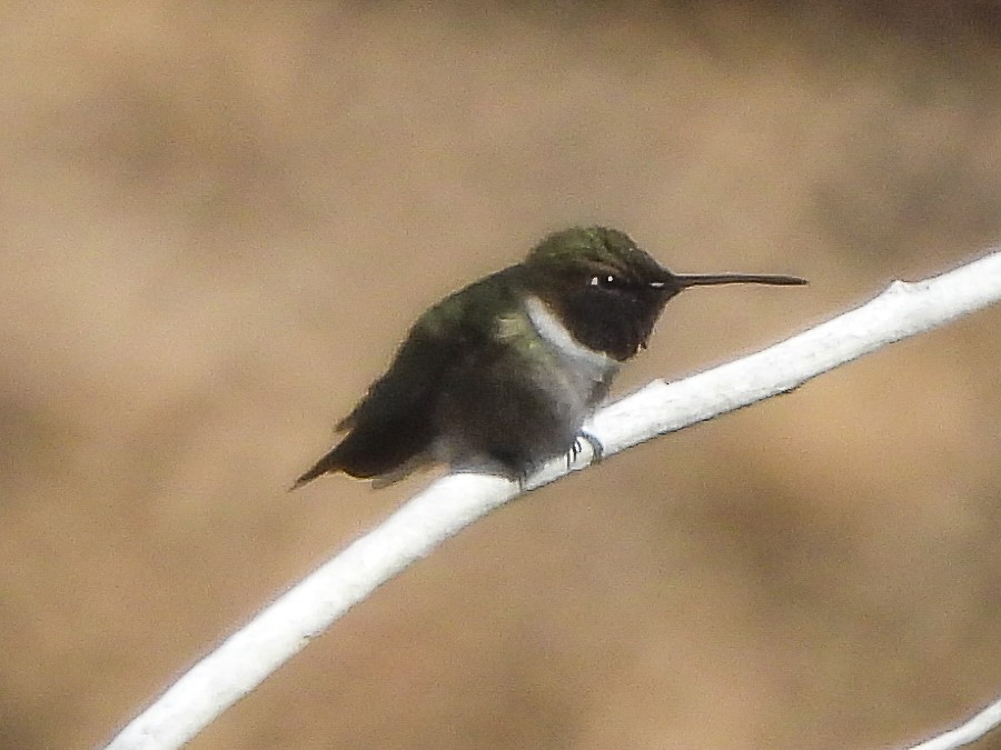 Black-chinned Hummingbird - ML619472731