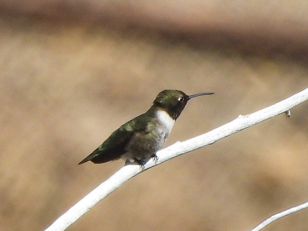 Black-chinned Hummingbird - ML619472732