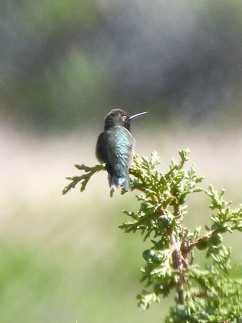 Black-chinned Hummingbird - ML619472735