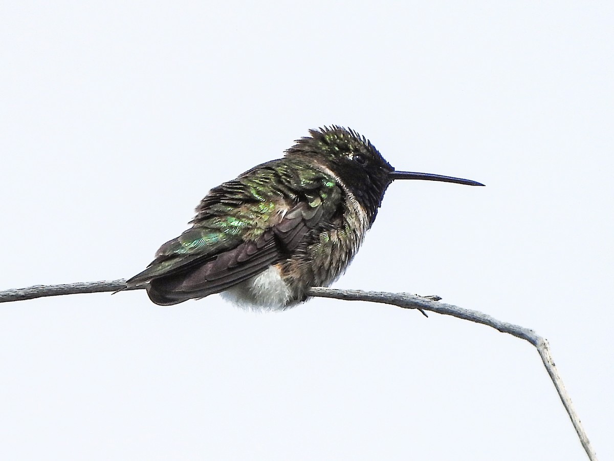 Black-chinned Hummingbird - ML619472737