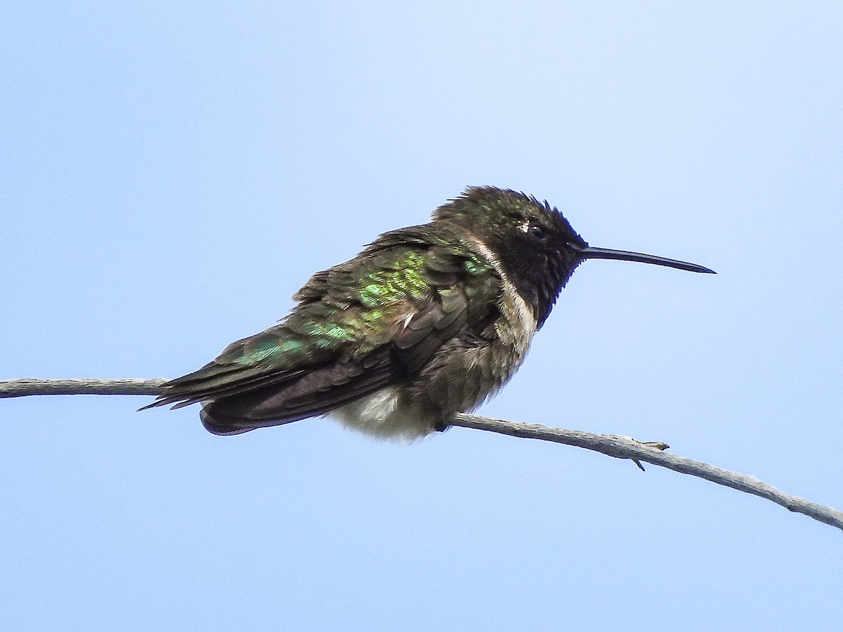 Black-chinned Hummingbird - ML619472738