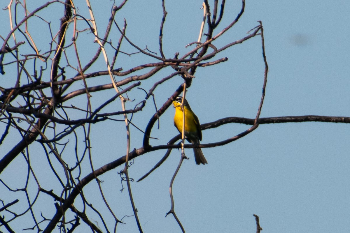 Yellow-breasted Chat - ML619472741