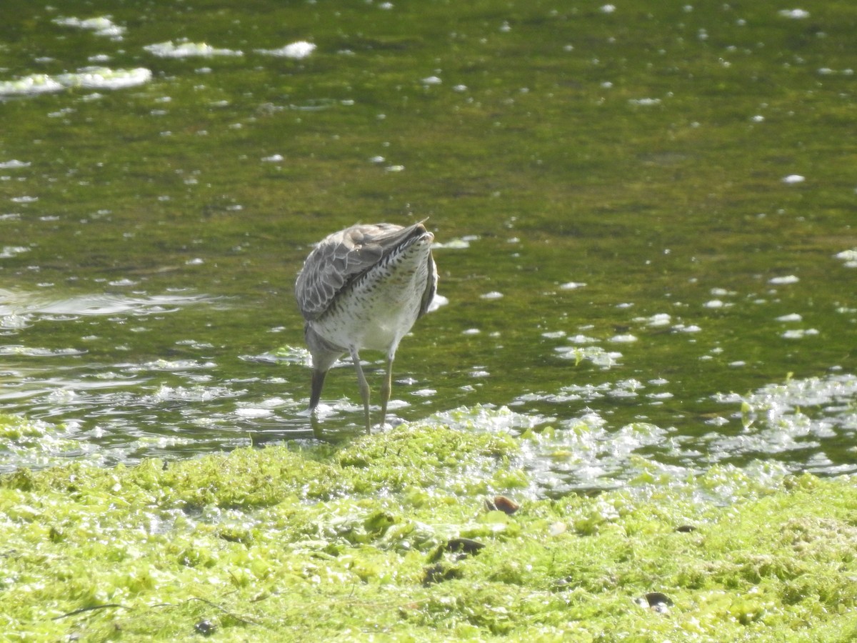 Long-billed Dowitcher - ML619472769