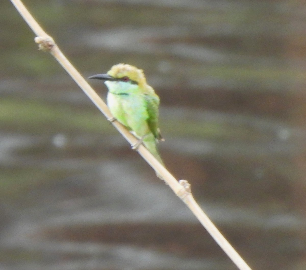 Asian Green Bee-eater - ML619472772