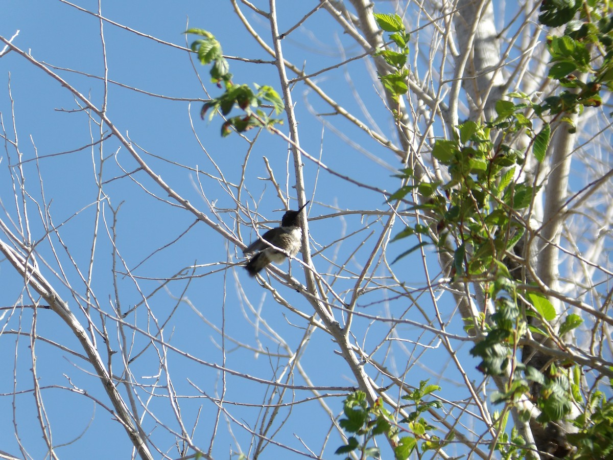 Black-chinned Hummingbird - ML619472805