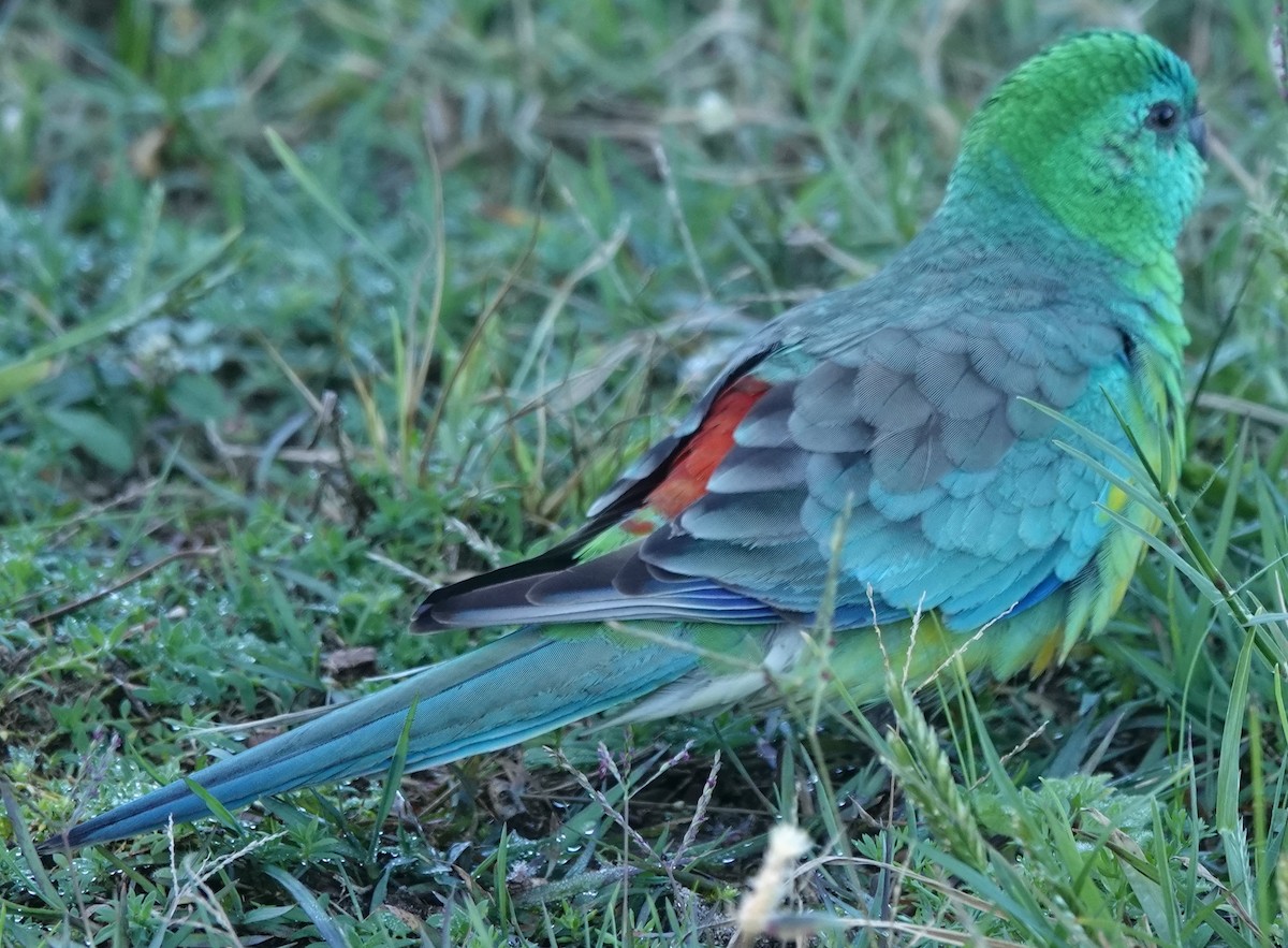 Red-rumped Parrot - ML619472874