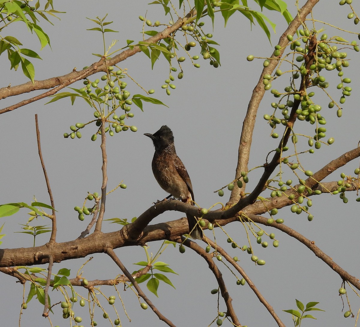 Red-vented Bulbul - ML619472885